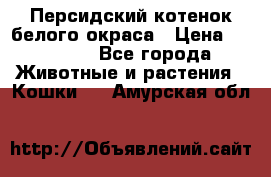 Персидский котенок белого окраса › Цена ­ 35 000 - Все города Животные и растения » Кошки   . Амурская обл.